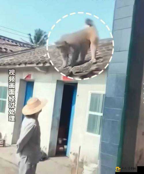 两人生猴子全程无被子是否可行